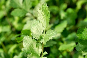 garden-cilantro.jpg