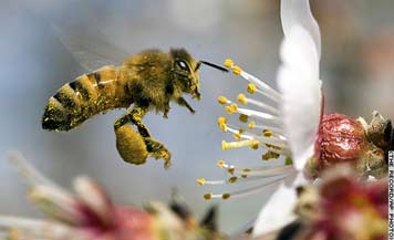 Honeybee_Pollen.jpg