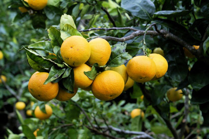 Oranges1.jpg