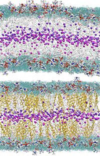 cholesterol_cell.jpg