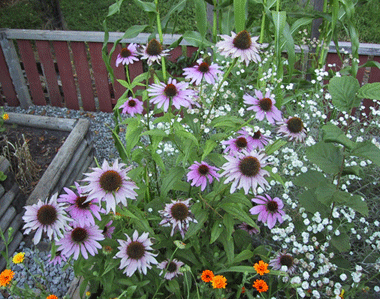 echinacea-.gif