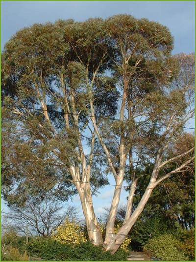 eucalyptus_niphopphylla__017593800_1700_05022008.jpg