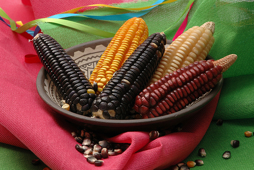 mexican_corn_CIMMYT.jpg