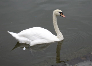 swan.jpg